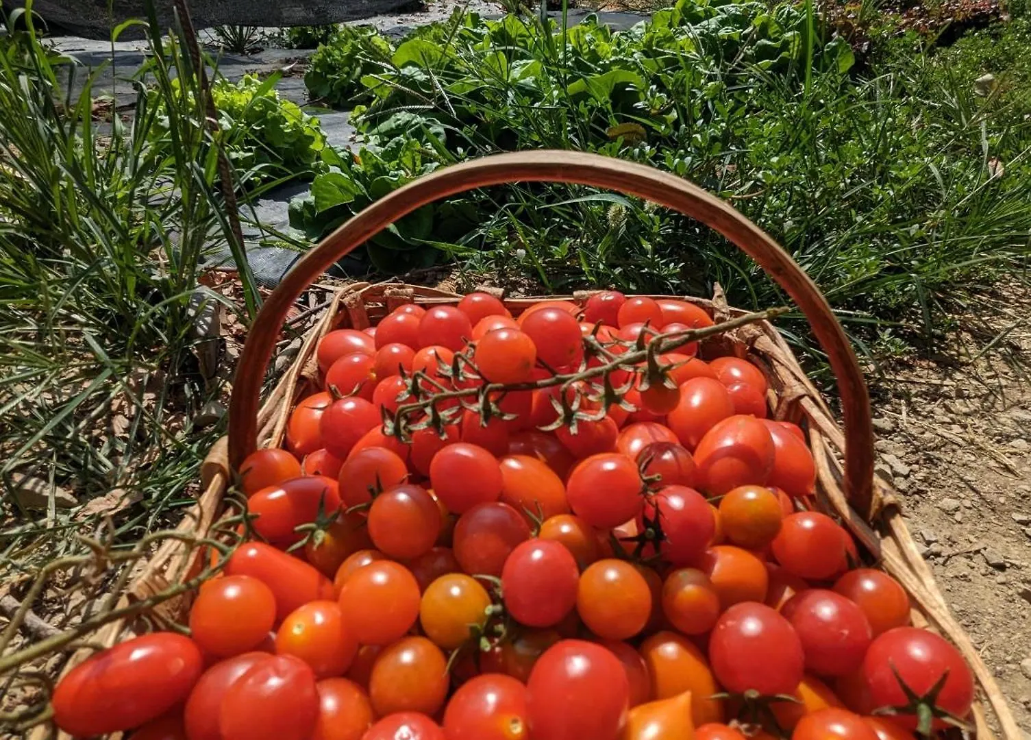 Agriturismo A Canonica Garlenda